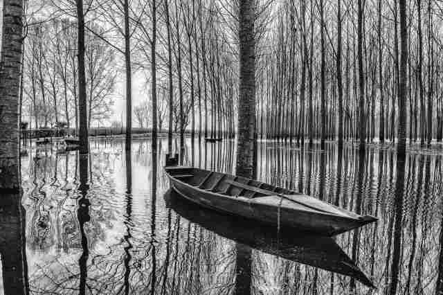 LA FORESTA SOMMERSA