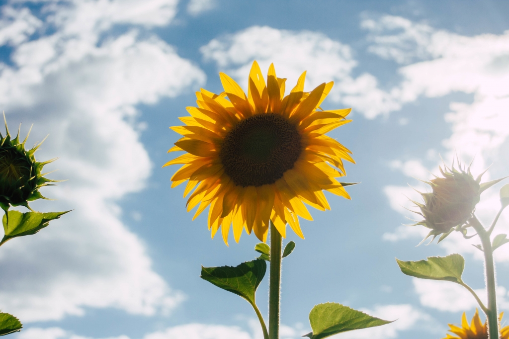 Girasoli dal basso.