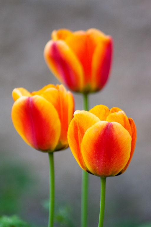 Tulipani rossi