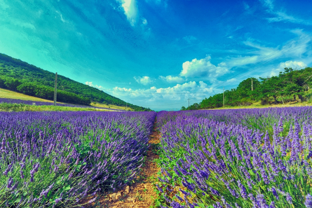 Provenza, campo di lavanda.