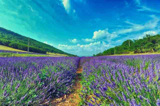 Provenza, campo di lavanda.