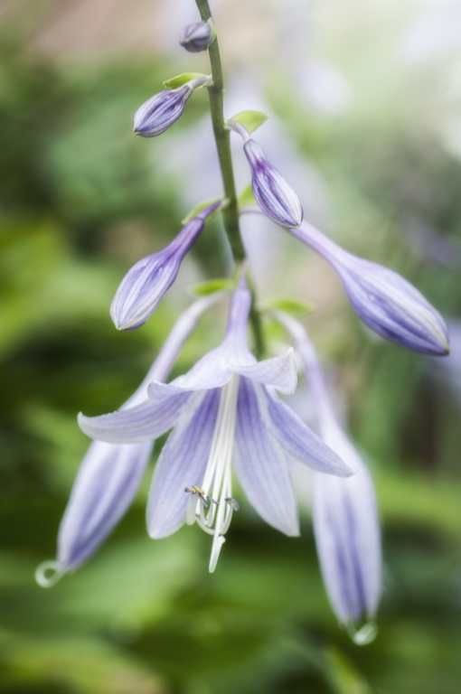 fiore azzurro  blu a campanella