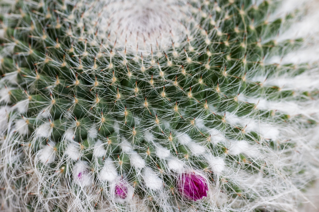 macro di pianta grassa con fiore viola