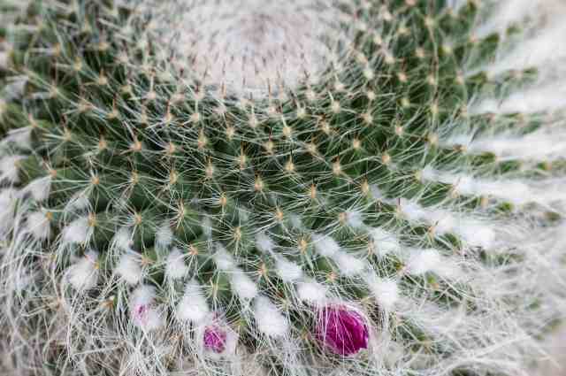 macro di pianta grassa con fiore viola