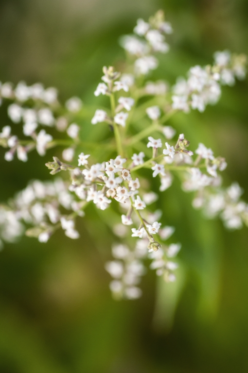 piccoli fiori bianchi su sfondo verde