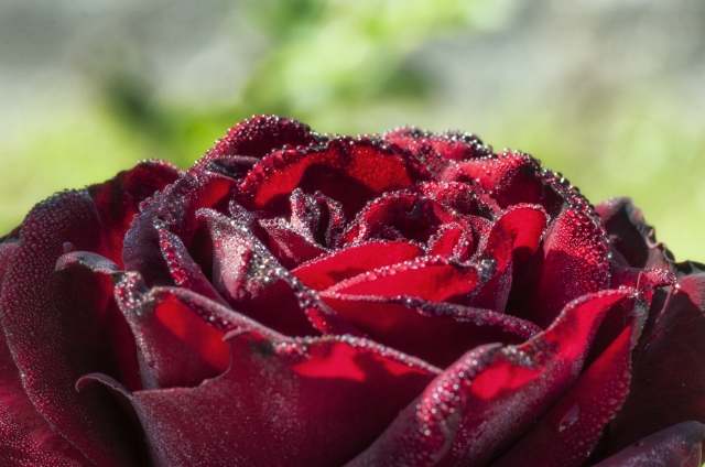 Rosa purpureacon goccie di rugiada