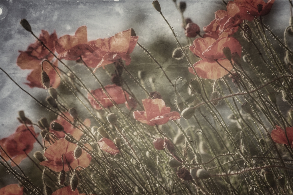 poppies (2)