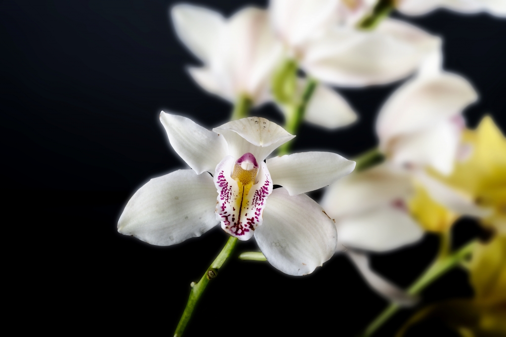 orchidea, macro