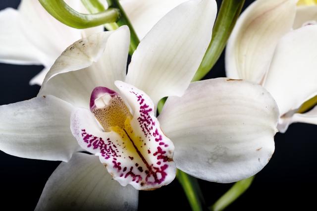 orchidea, macro #2