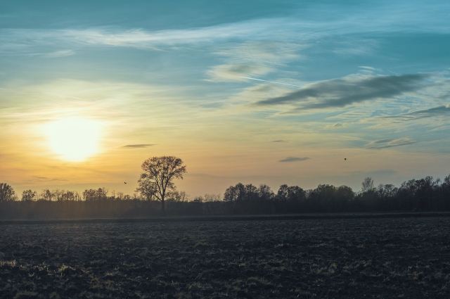 Alberto solitario in un campo incolto al tramonto