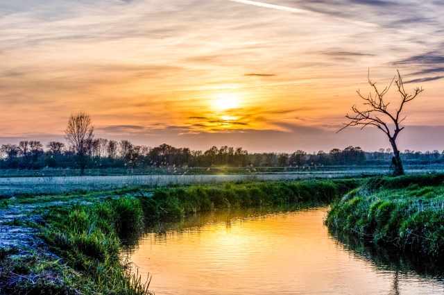 Albero solitario vicino ad un canale di irrigazione al tramonto