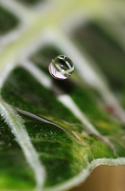 La perfezione dell'acqua