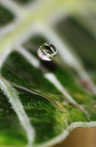 La perfezione dell'acqua · eugeniacarossa