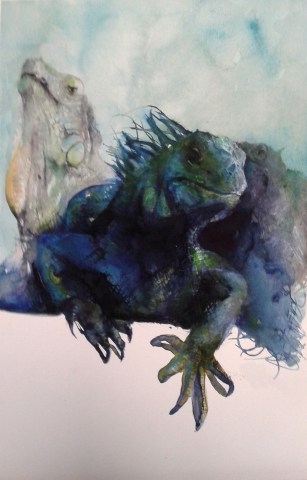 iguana
