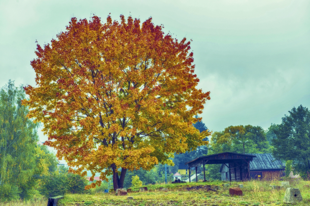 Paesaggio con grande albero.