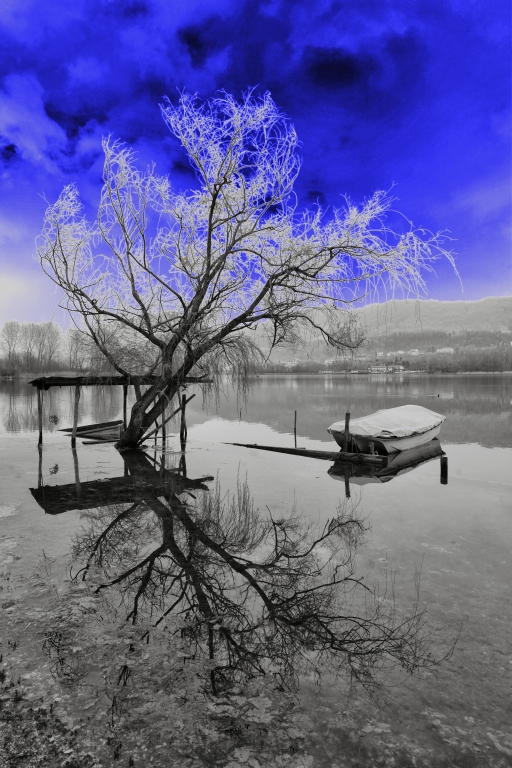 Albero riflesso nel lago.