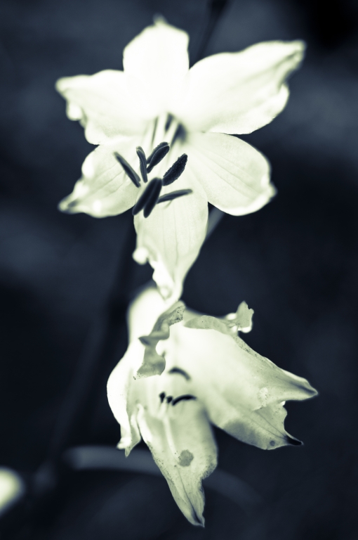 Luminescenza