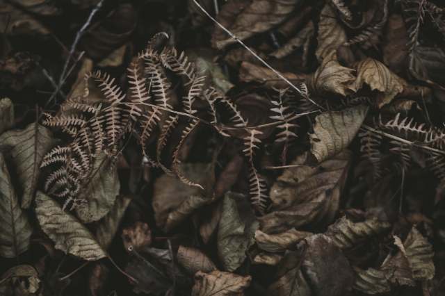 autunno
