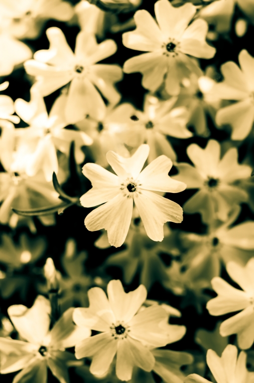 Cuori e fiori