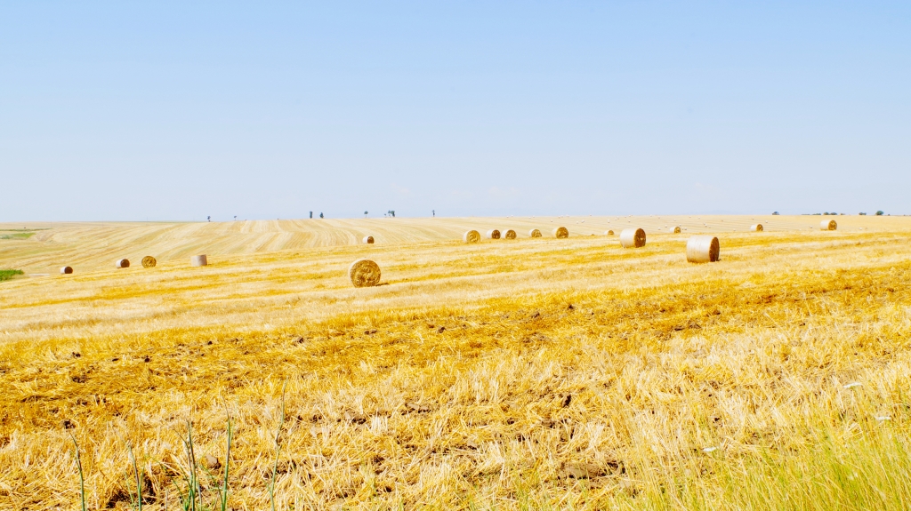 Estate in campagna
