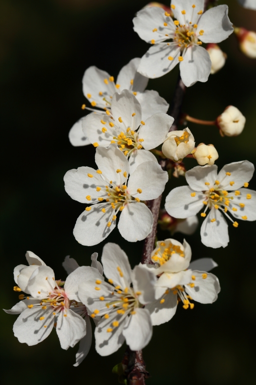 fiori bianchi nel buio