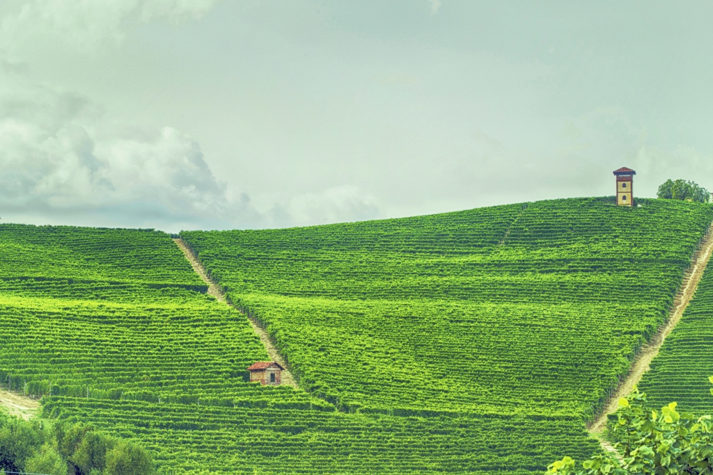 Langhe, paesaggio con vigenti.