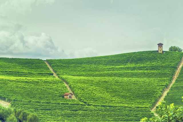 Langhe, paesaggio con vigenti.