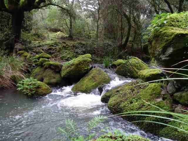 Enchanted Forest