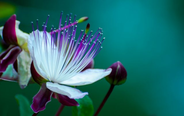 Fiore di cappero