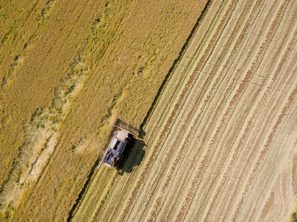 Raccolta del riso