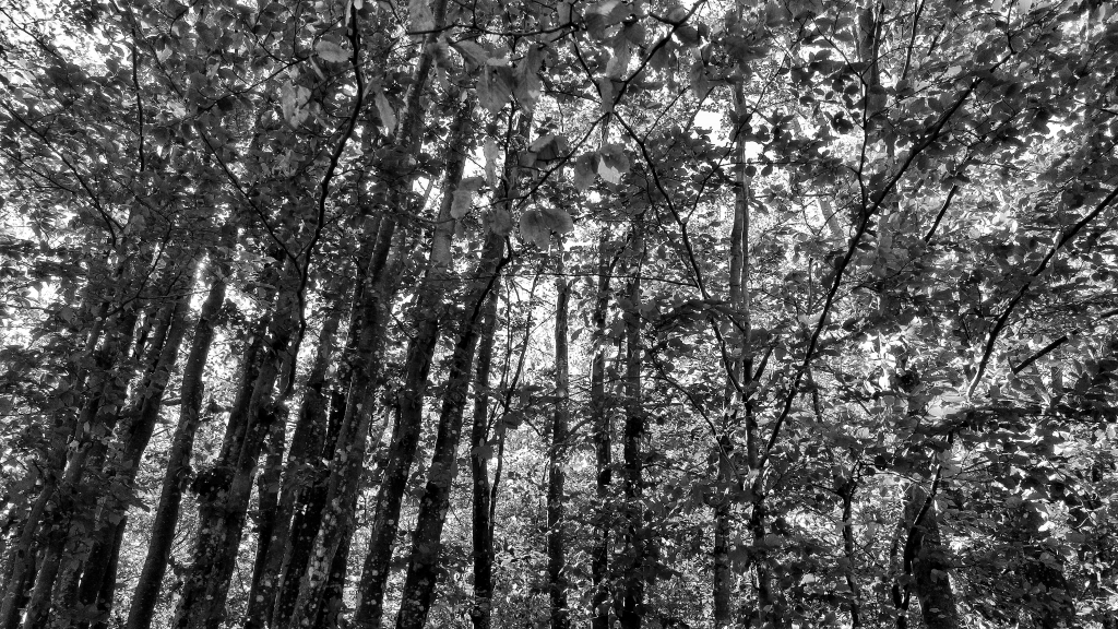 Foresta in bianco e nero
