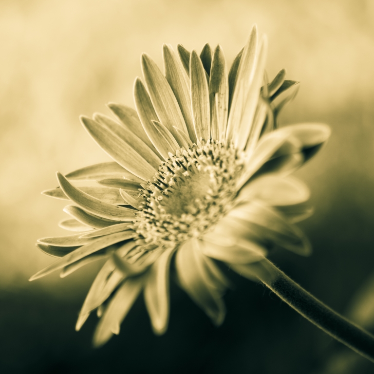 Aster Alpinus