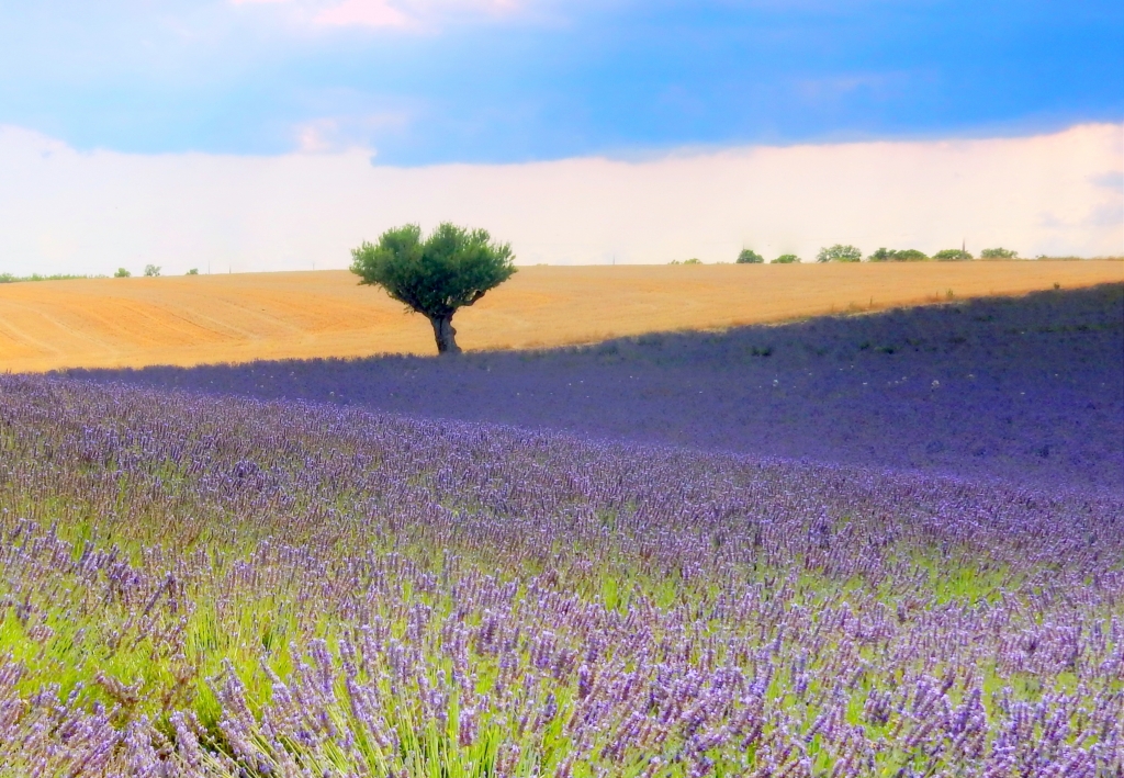 le pays de la lavande