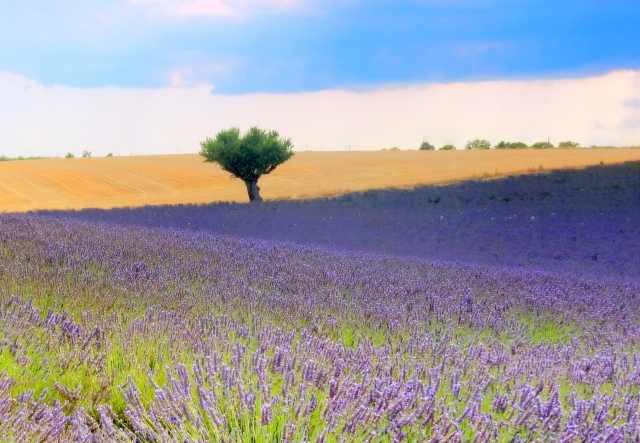 le pays de la lavande · graziellataibi