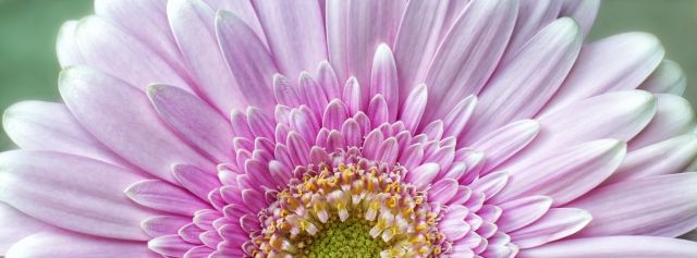 Pink Chrysanthemum