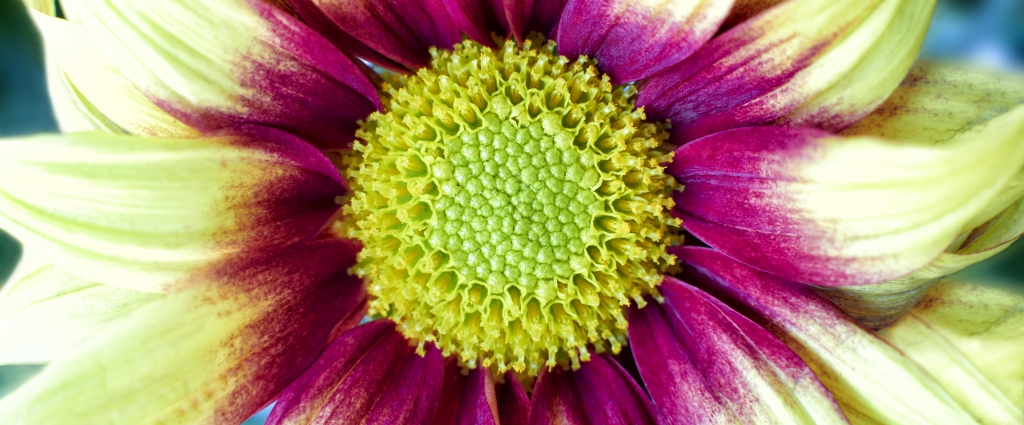 Chrysanthemum Daisy