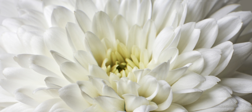 White Chrysanthemum
