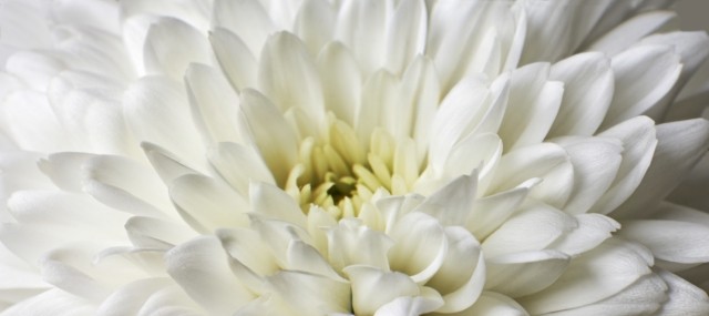 White Chrysanthemum