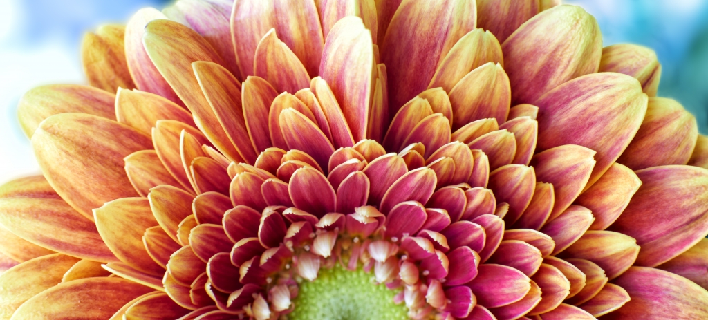 Golden Chrysanthemum