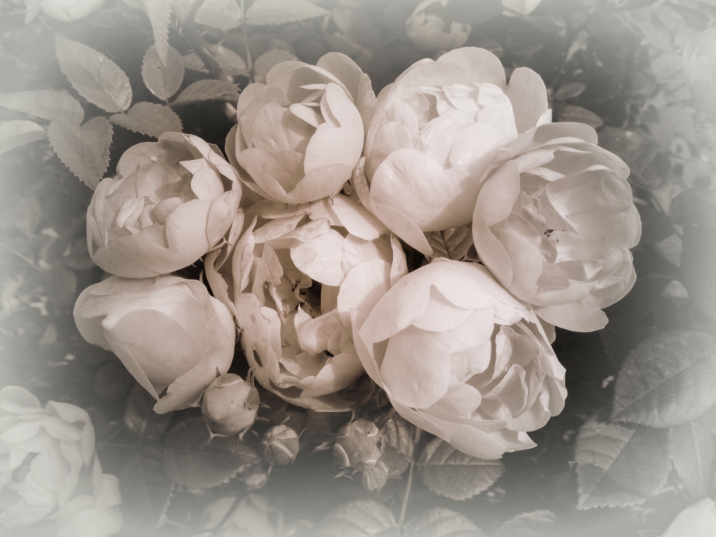 roses d'antan