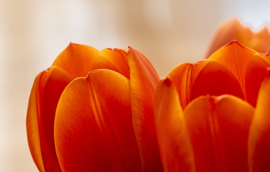 Tulipani arancioni