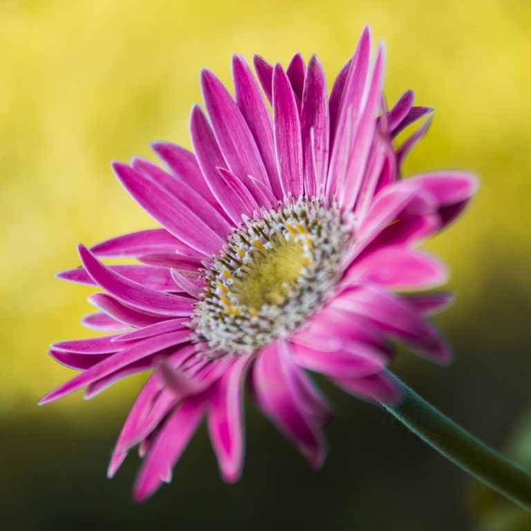 Aster Alpinus a colori