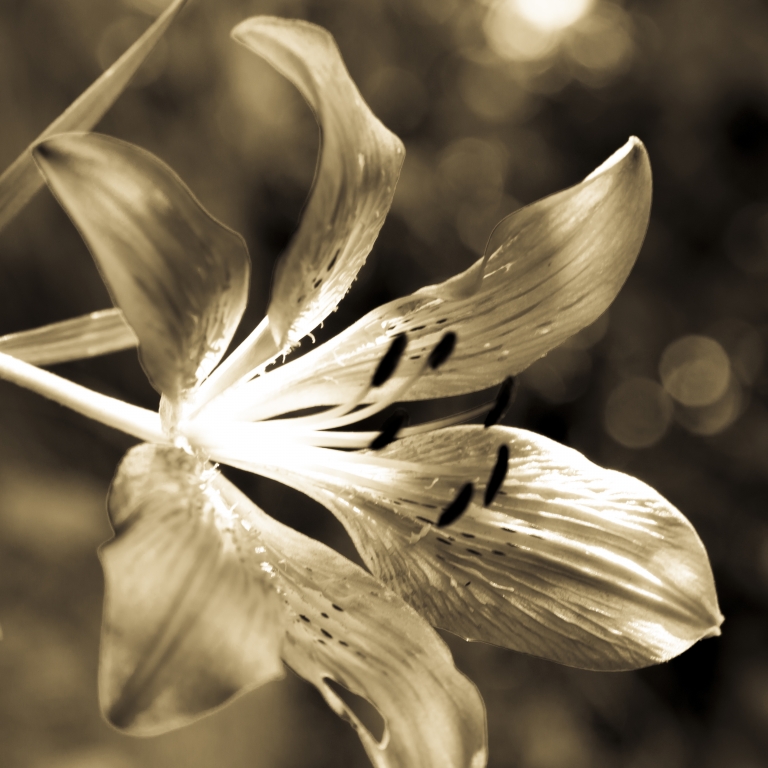 Fior di Hemerocallis