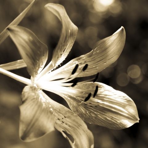 Fior di Hemerocallis