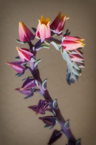 Macro di pianta con fiori rosa e giallo su sfondo marrone chiaro
