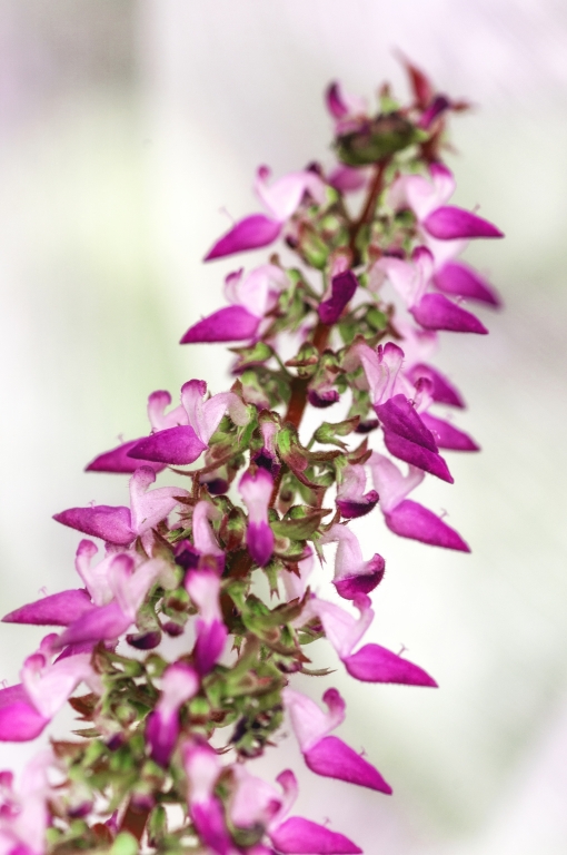 fiore viola