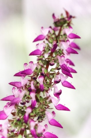 fiore viola