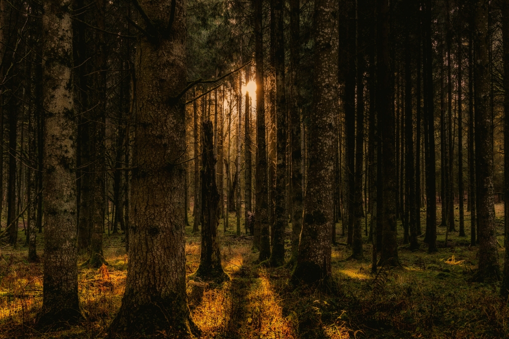 IL BOSCO INCANTATO