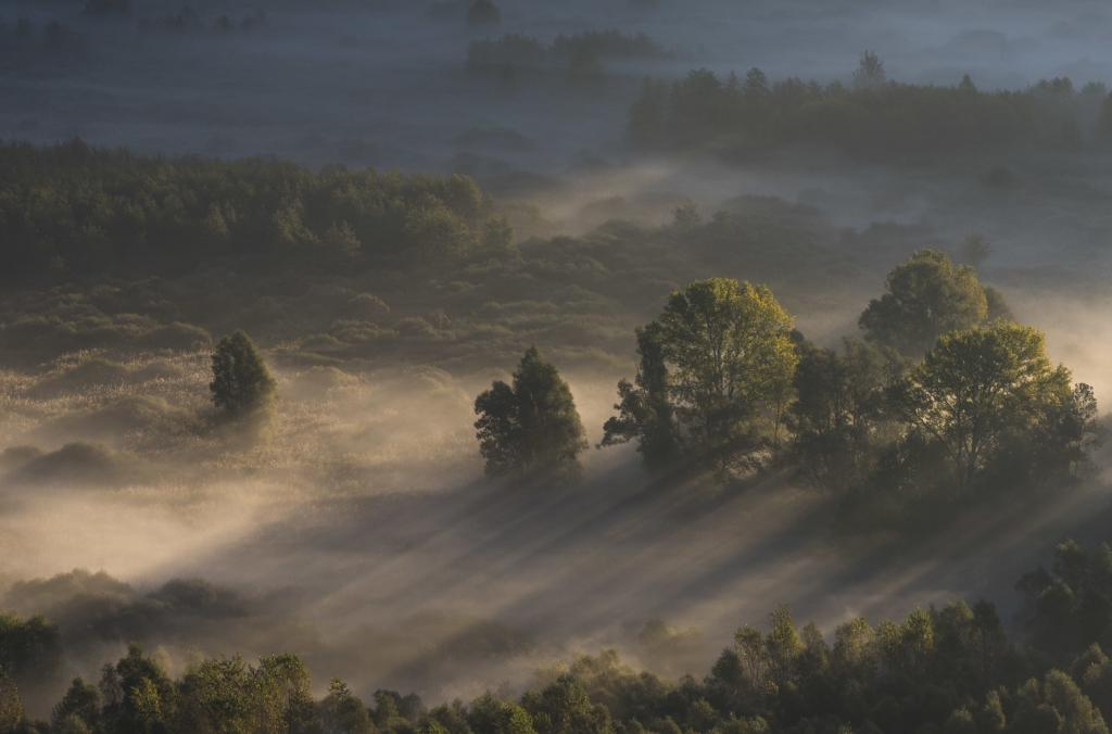 Alberi al mattino