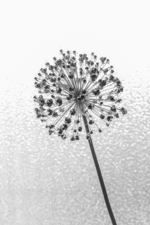 allium seeds